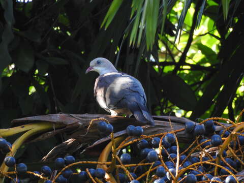 Image of Livistona jenkinsiana Griff.