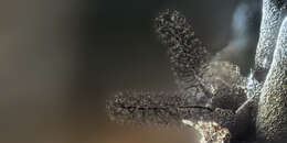Image of Paradiachea cylindrica (Bilgram) Hertel ex H. Neubert, Nowotny & K. Baumann 2000