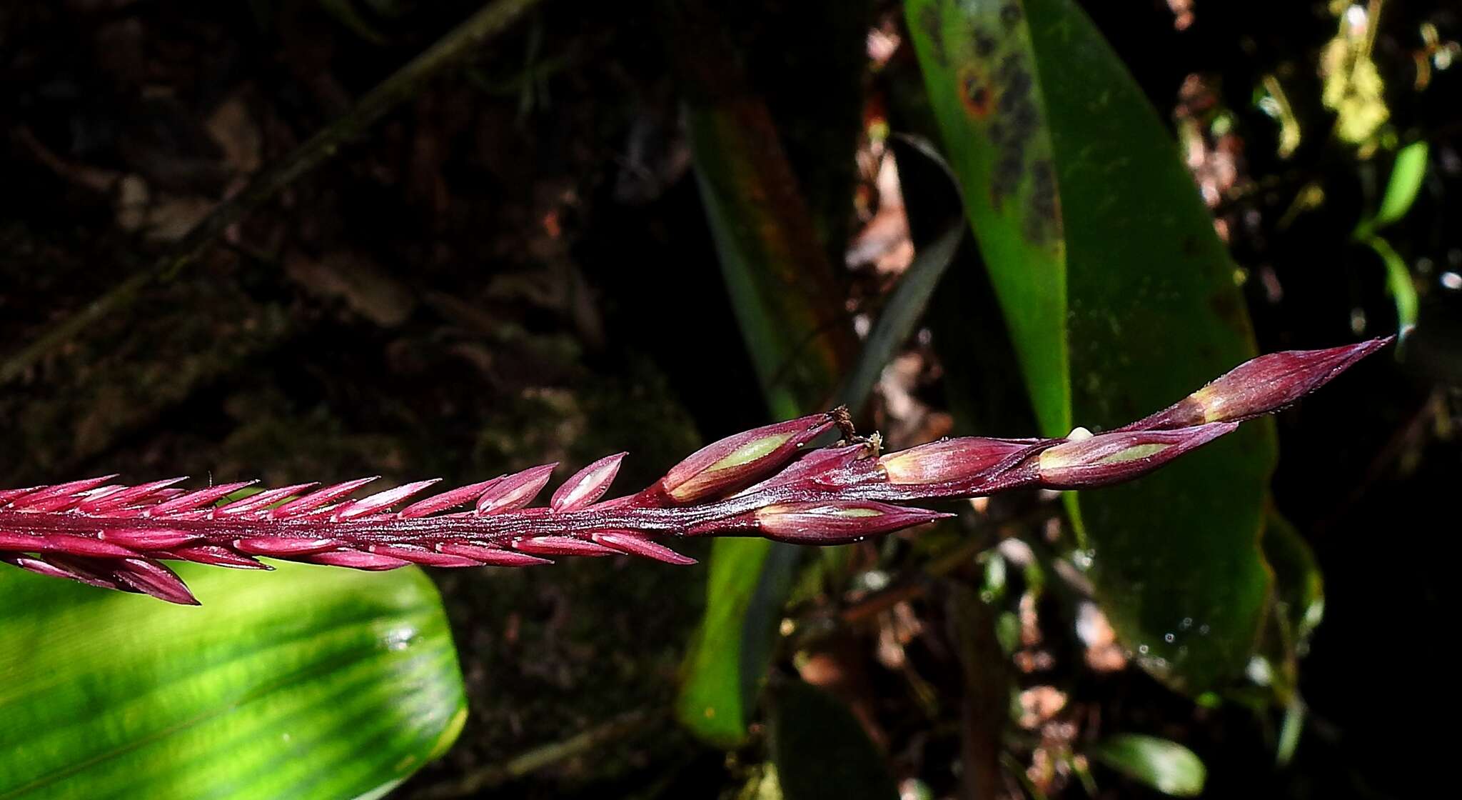 Image of Olyra obliquifolia Steud.