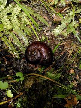 Image of Powelliphanta annectens (Powell 1936)