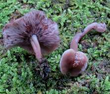 Image of Baeospora myriadophylla (Peck) Singer 1938