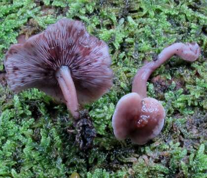 Image of Baeospora myriadophylla (Peck) Singer 1938