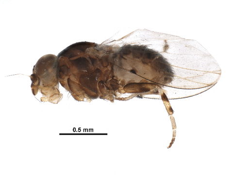 Image of <i>Odinia meijerei</i> Collin 1952