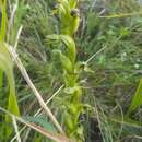 Image of winged bog orchid