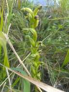 Image of winged bog orchid