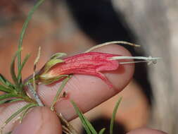 صورة Eremophila latrobei subsp. glabra (L. S. Smith) R. J. Chinnock