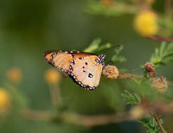 Image of Danaus (Anosia) chrysippus subsp. dorippus Klug 1845