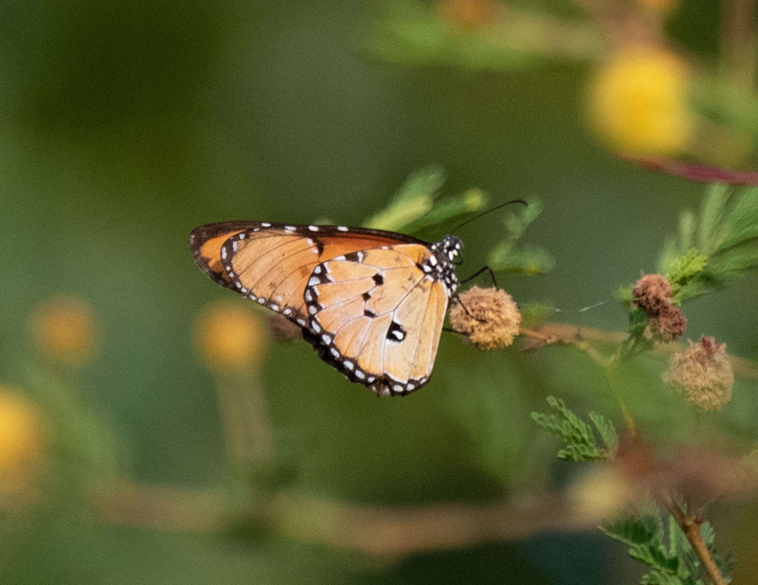 Image of Danaus (Anosia) chrysippus subsp. dorippus Klug 1845