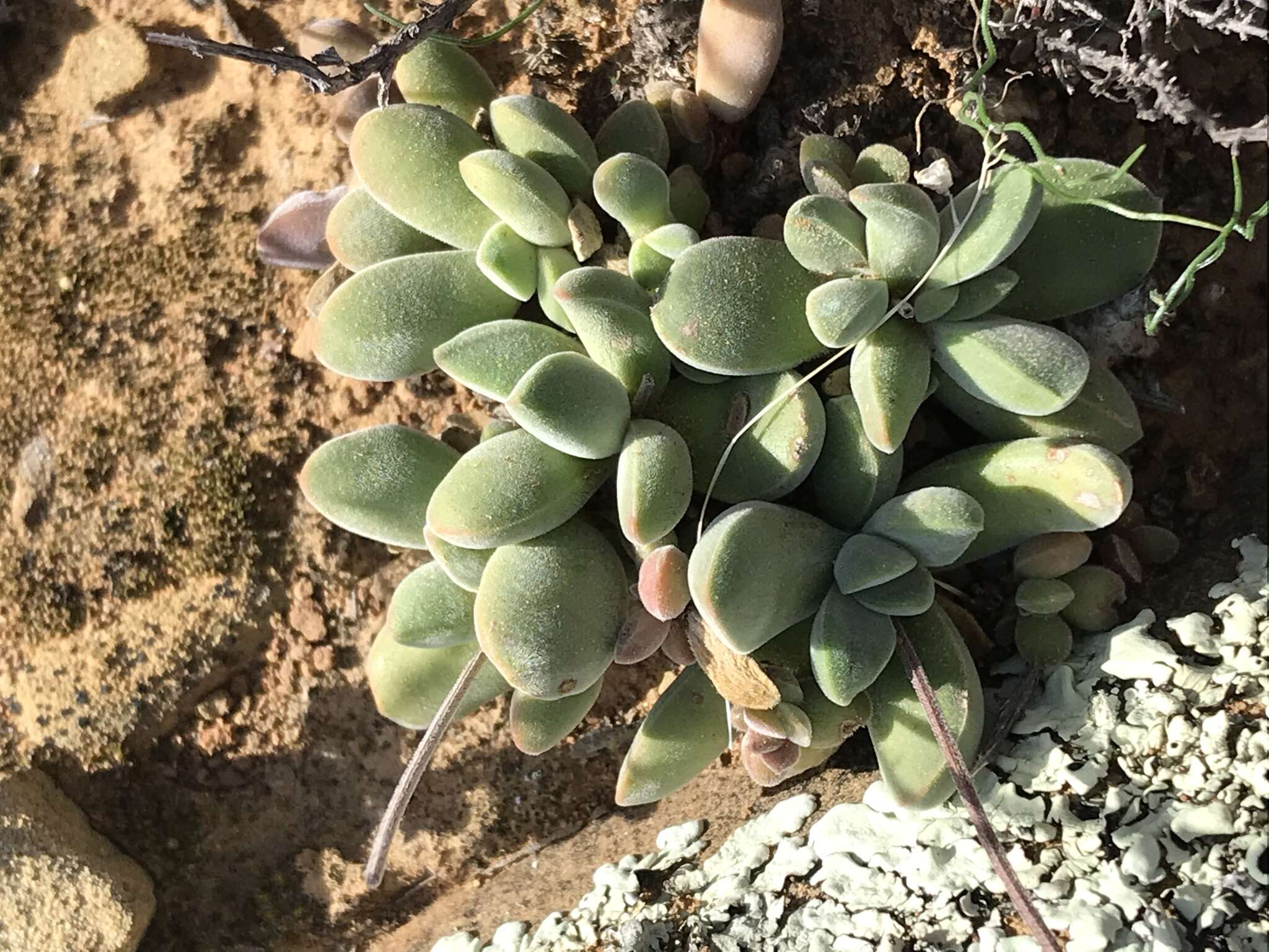 Image of Crassula pubescens subsp. pubescens