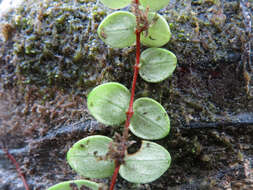 Image of Metrosideros perforata (J. R. & G. Forst.) A. Rich.