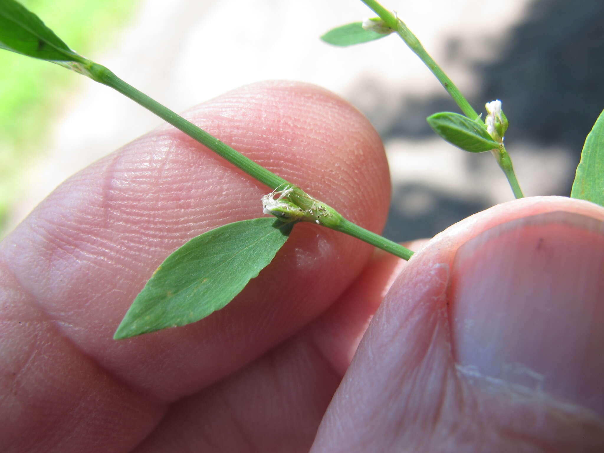 Image of bushy knotweed