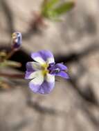 Image of doublehorn calicoflower