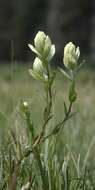 Image of Labrador Indian paintbrush