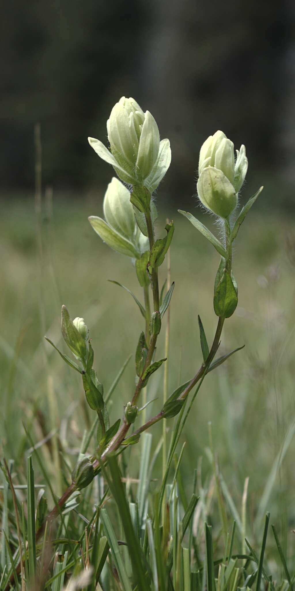 Image of Labrador Indian paintbrush