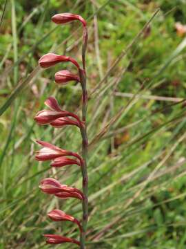 Hesperantha radiata subsp. radiata的圖片