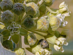 صورة Phidippus ardens Peckham & Peckham 1901