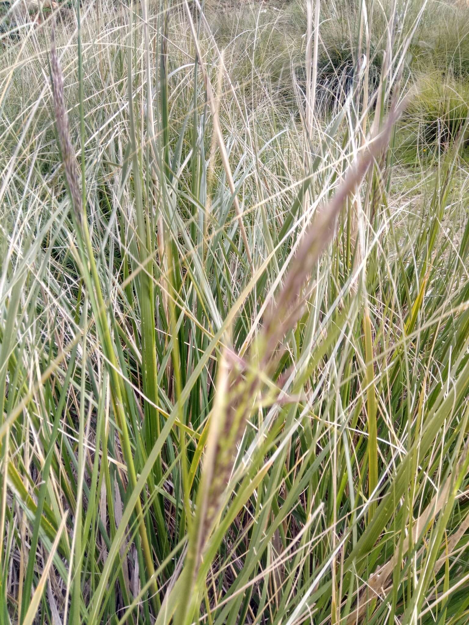 Image of Mauritanian grass