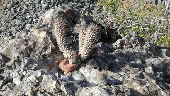 Imagem de Mammillaria poselgeri Hildm.