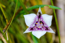 Image of Selway mariposa lily