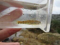 صورة Etheostoma gracile (Girard 1859)