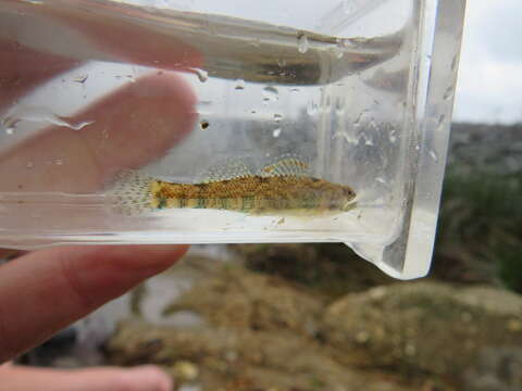 Image of Slough Darter