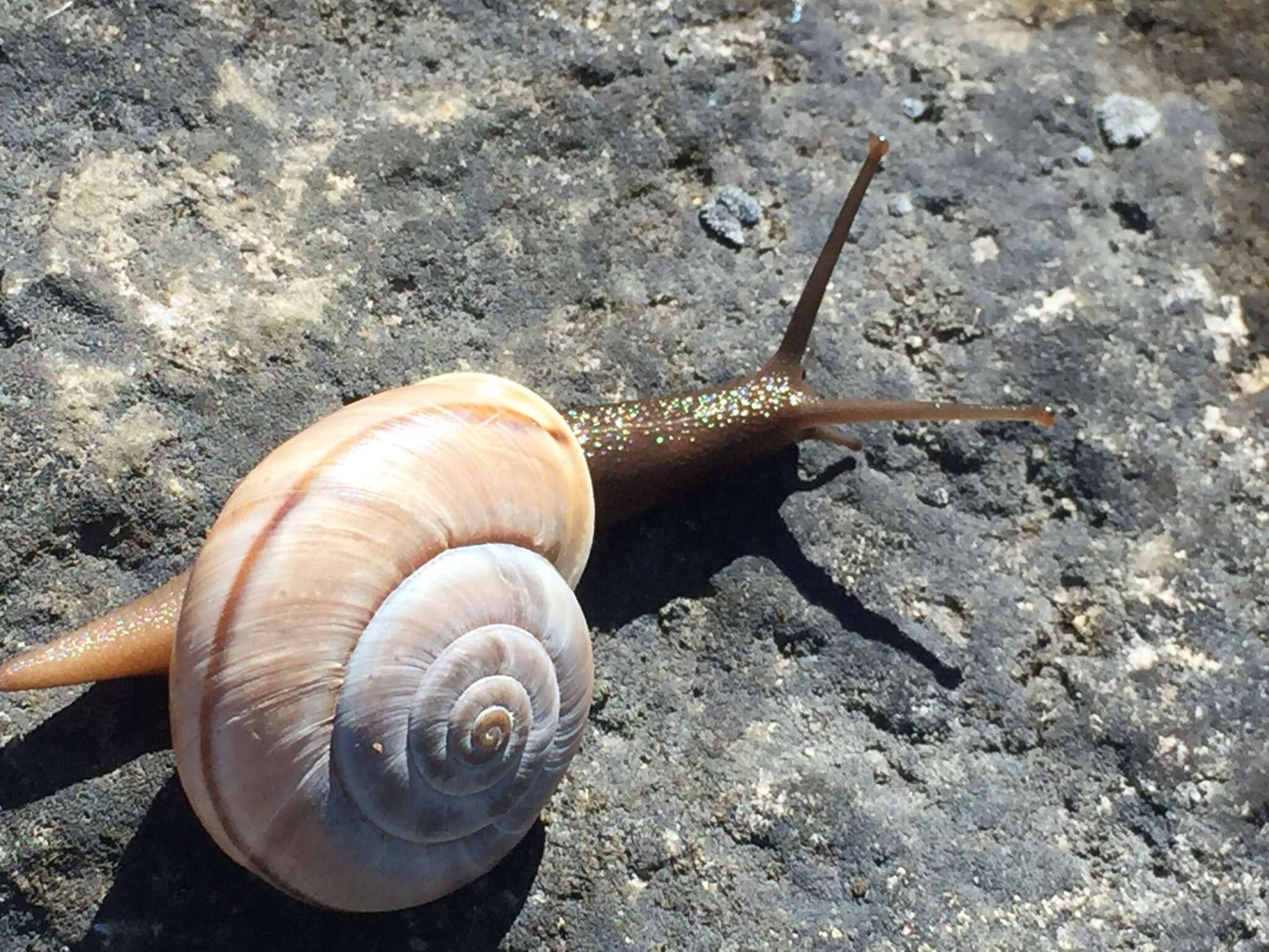 Image de Chilostoma cingulatum (Studer 1820)