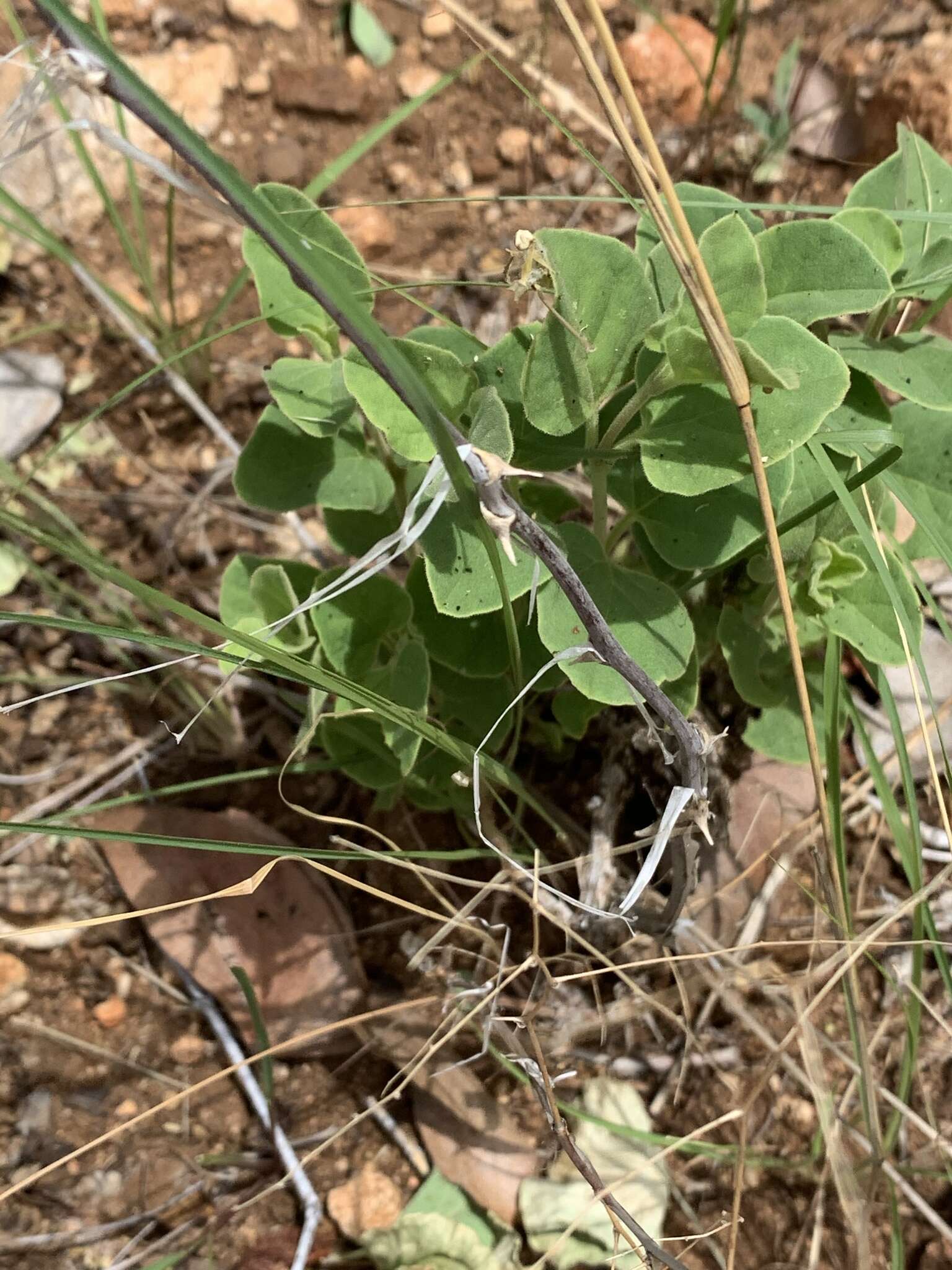 Sivun Asparagus exuvialis Burch. kuva