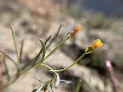 Image of Kern River evening primrose