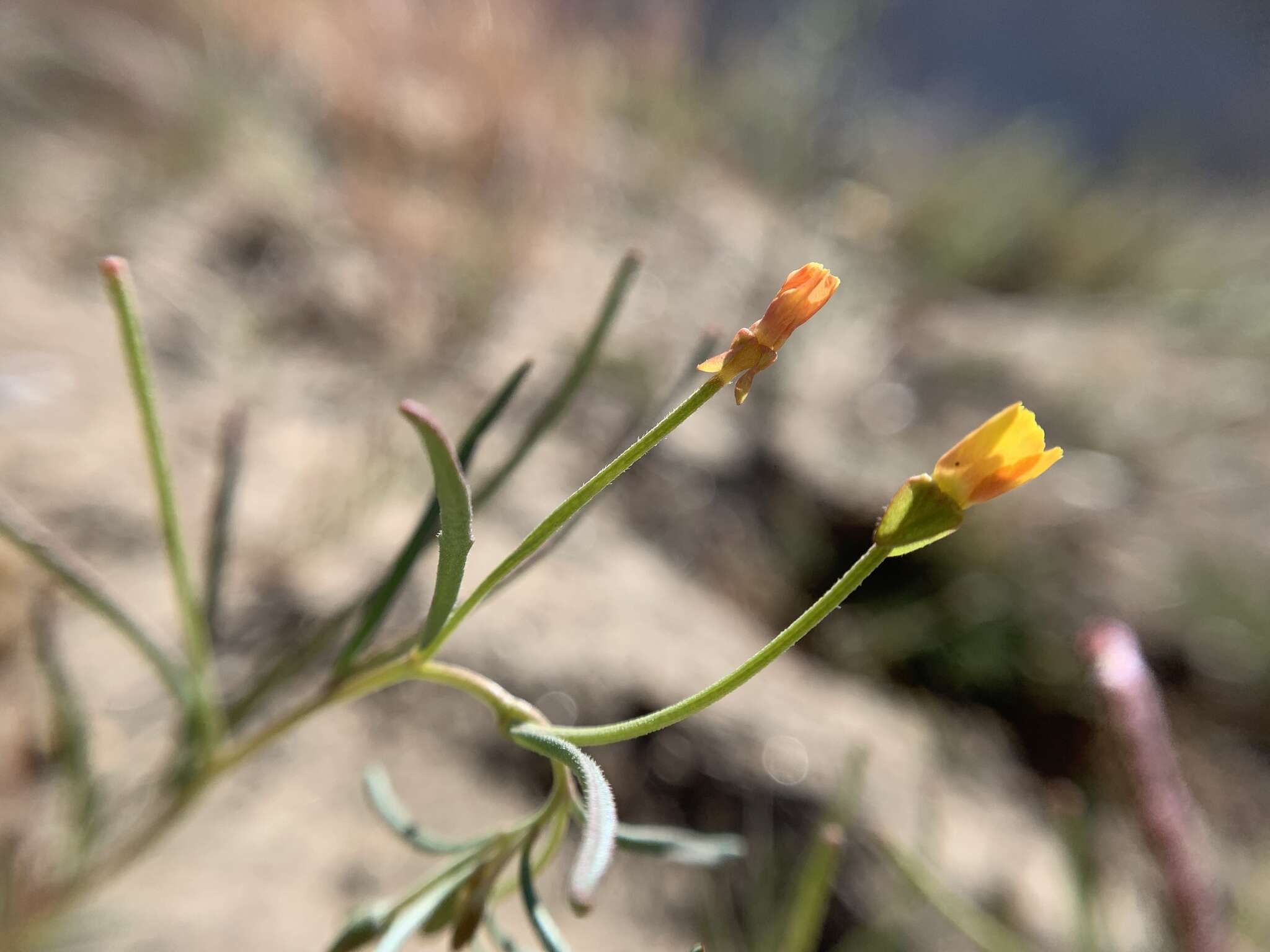 Image of Kern River evening primrose