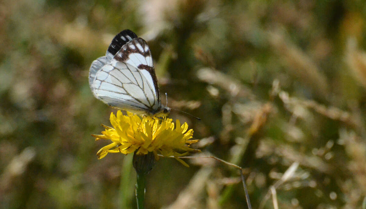 Image of Pine White