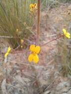 Image of Stylidium luteum R. Br.