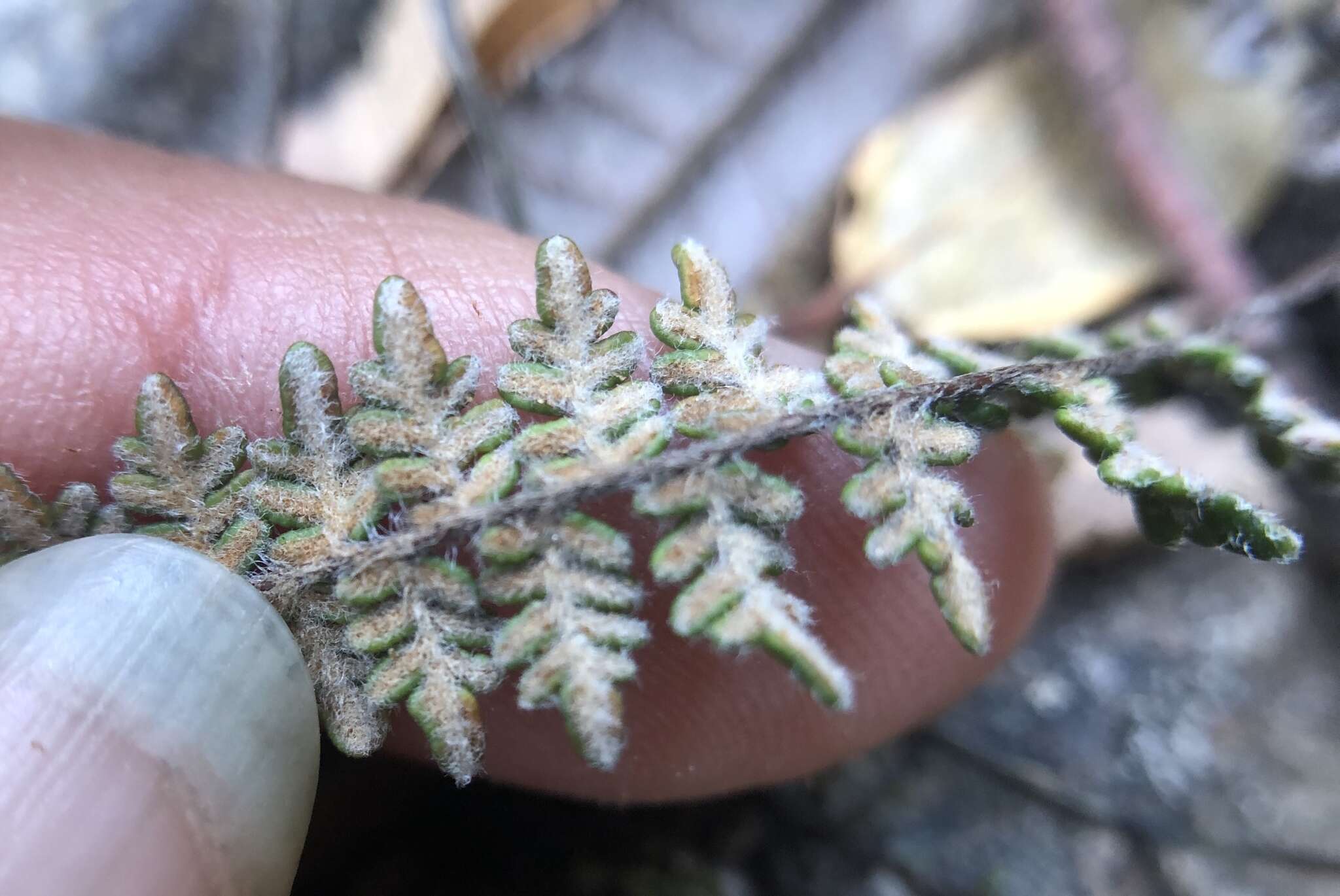 Image of lace lipfern