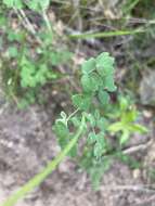 Imagem de Thalictrum tuberosum L.