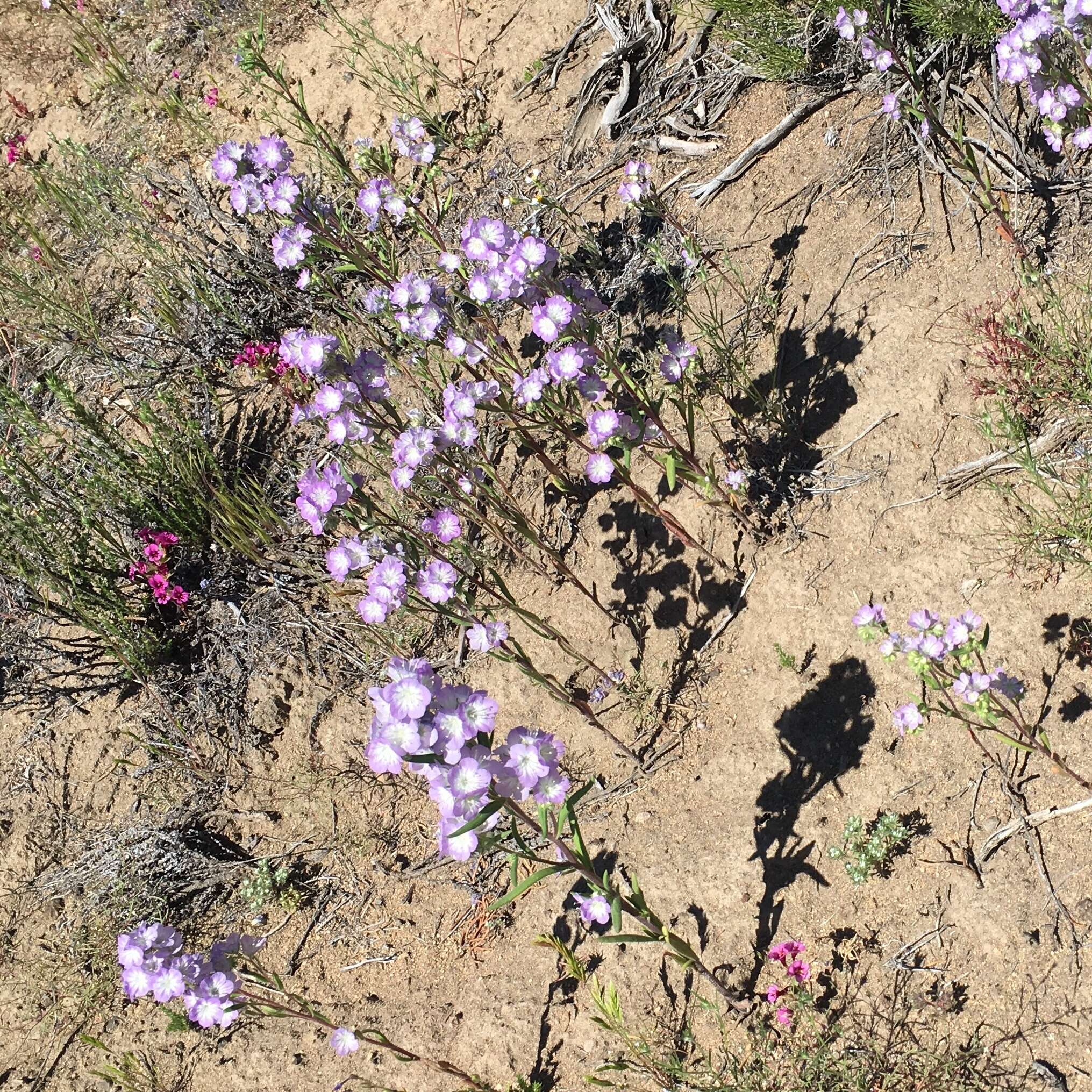 Image of threadleaf phacelia