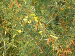 Image of Caragana spinosa (L.) DC.