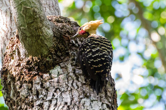 Image of Blond-crested Woodpecker