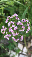 Image of Centranthus calcitrapae (L.) Dufr.