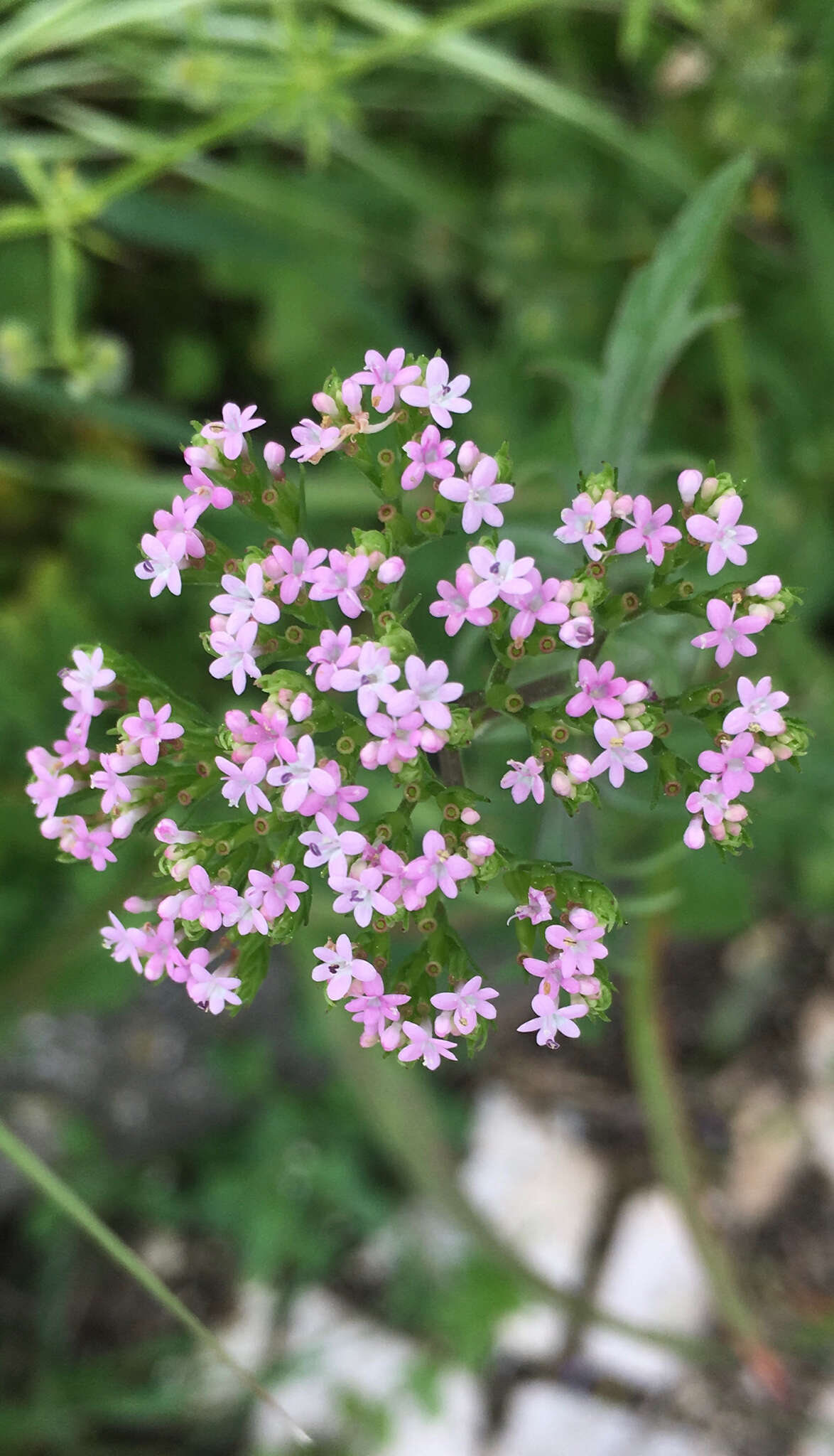 Image of Centranthus calcitrapae (L.) Dufr.