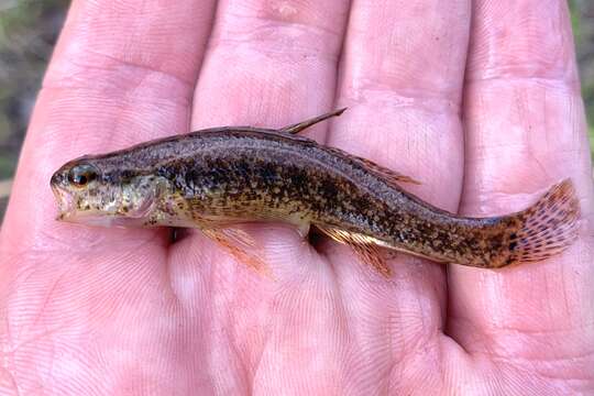 Image of Sawcheek Darter