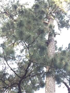 Image of Benguet Pine