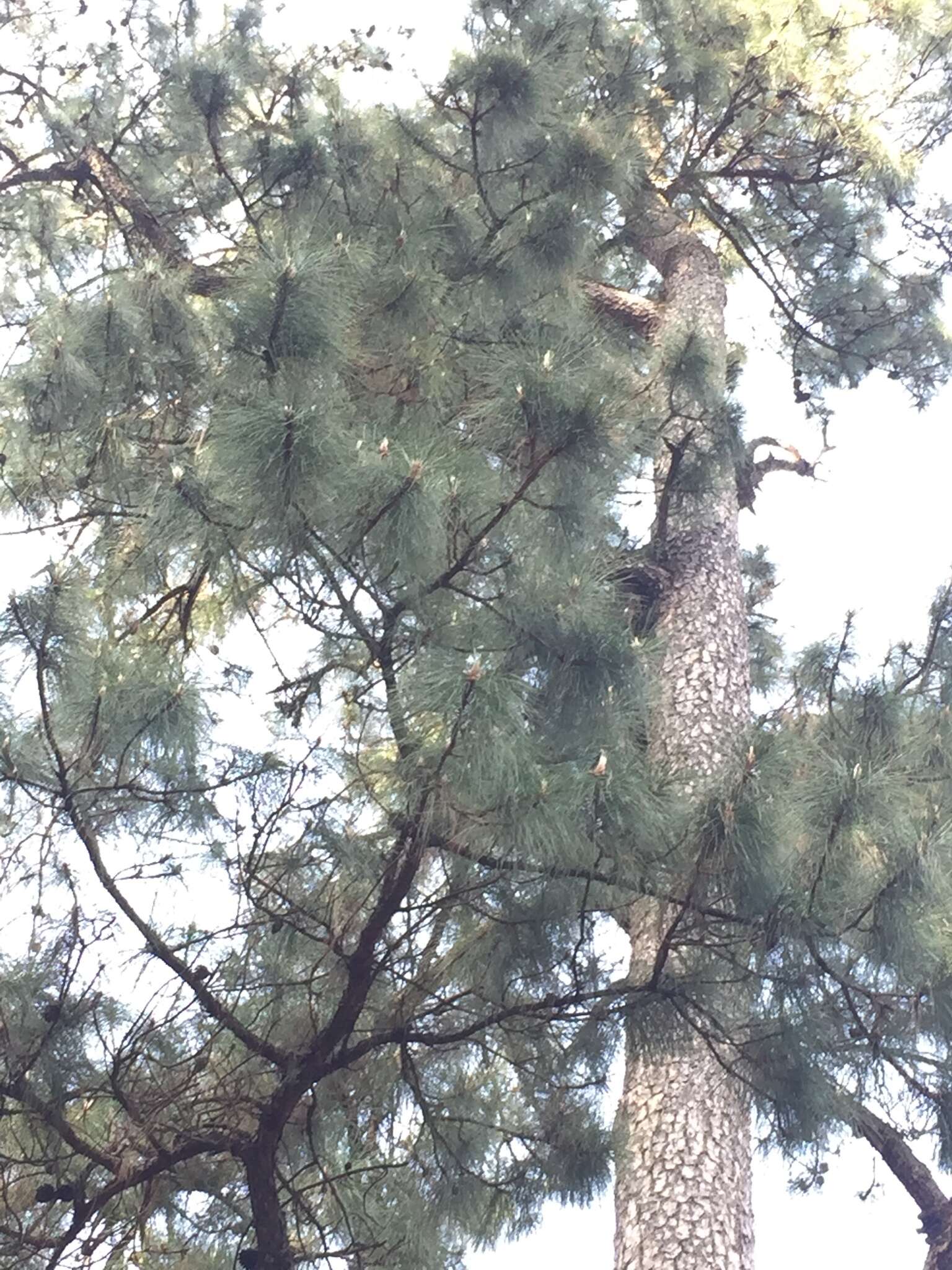 Image of Benguet Pine