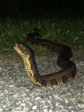 Image of Brown Water Snake