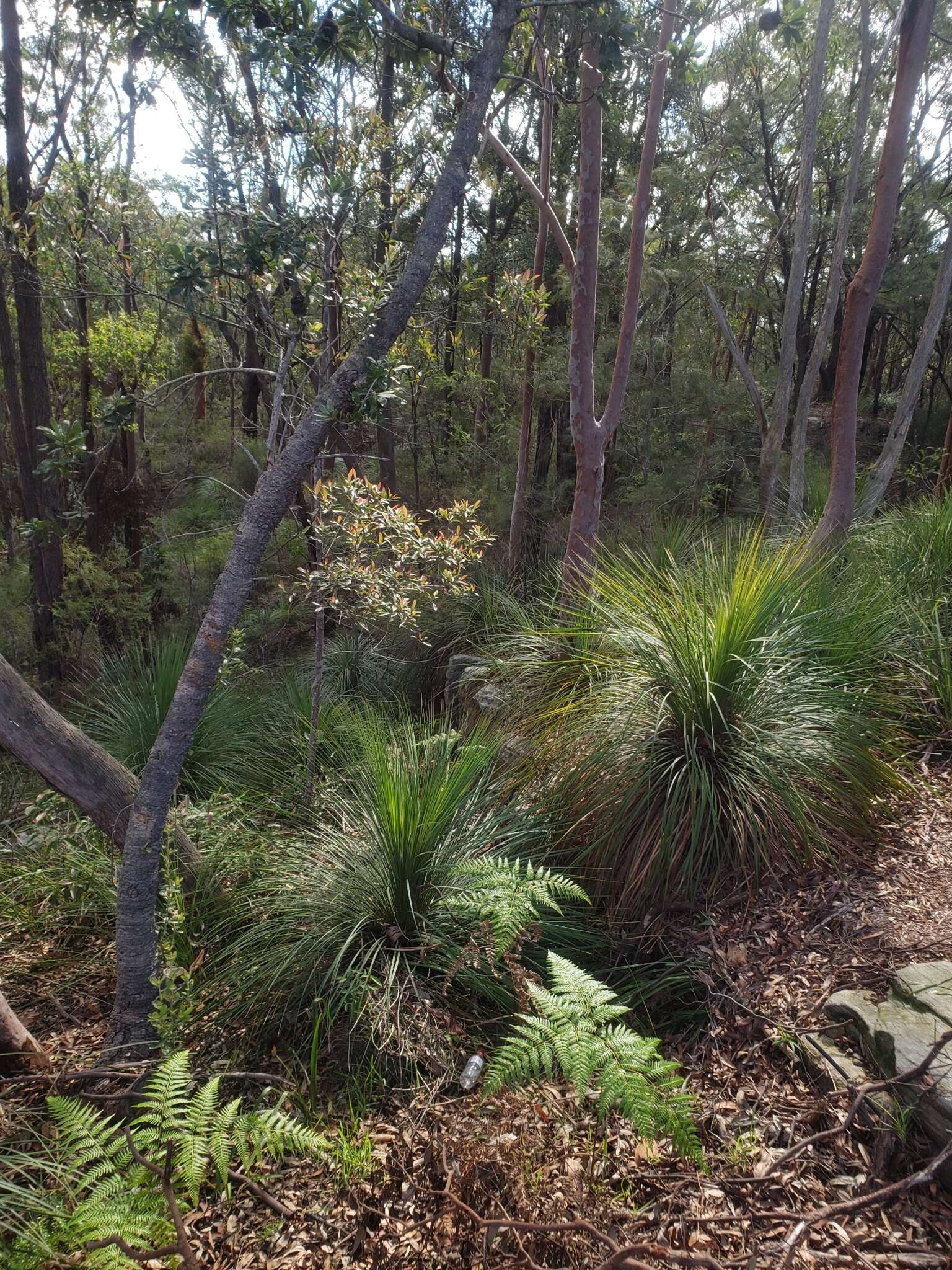 Image of Xanthorrhoea arborea R. Br.