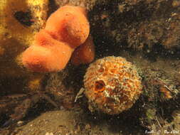 Image of sea lemon