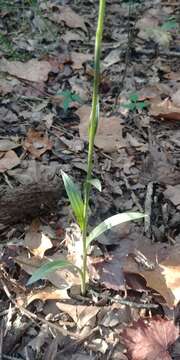 Image of October lady's tresses