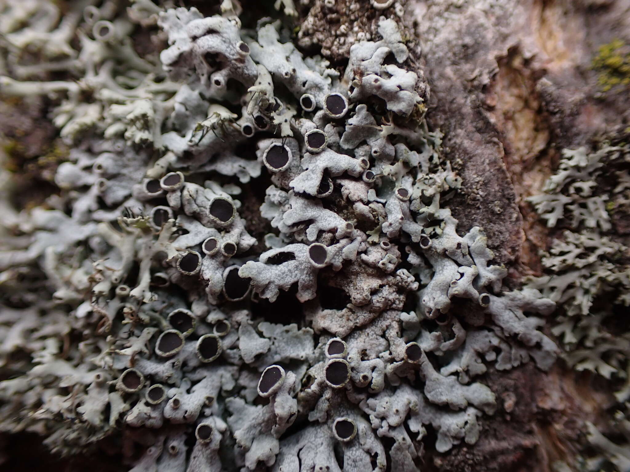 Image of rosette lichen