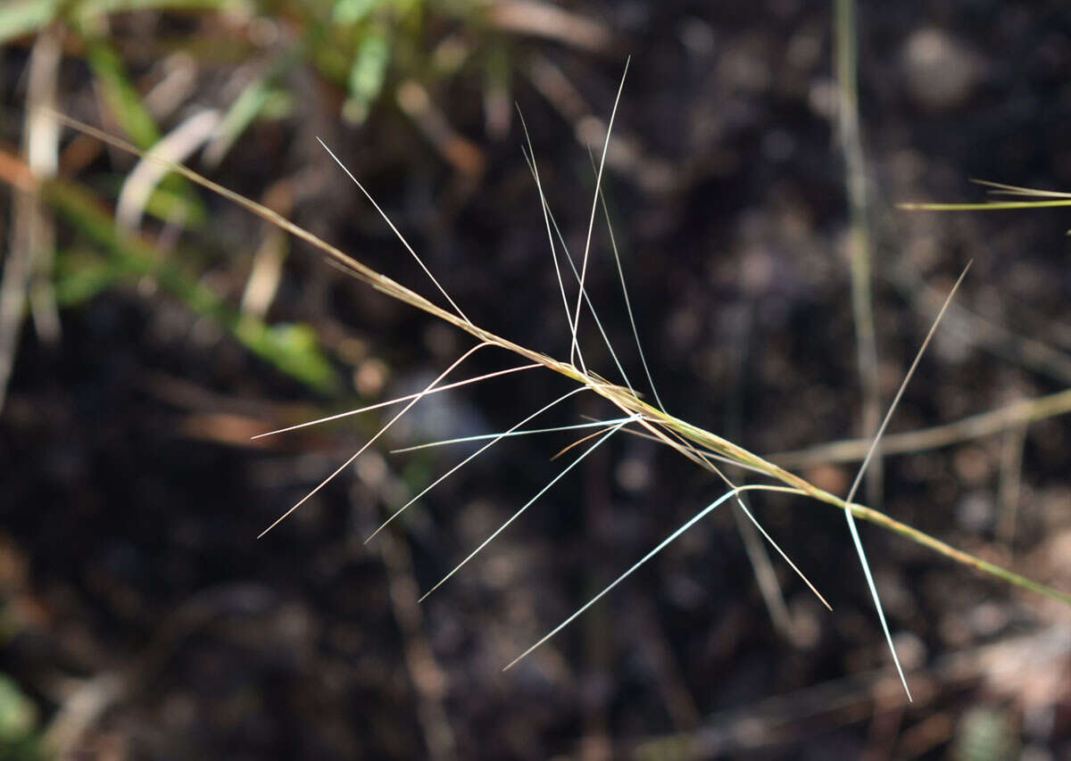 Imagem de Aristida holathera Domin