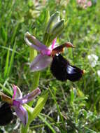 Слика од <i>Ophrys <i>bertolonii</i></i> subsp. bertolonii