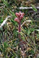 Imagem de Orobanche caryophyllacea Sm.