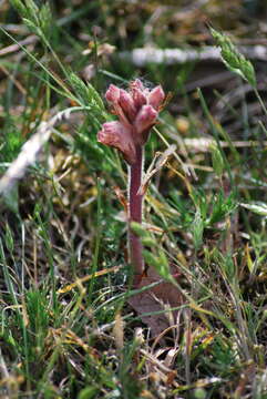 Imagem de Orobanche caryophyllacea Sm.